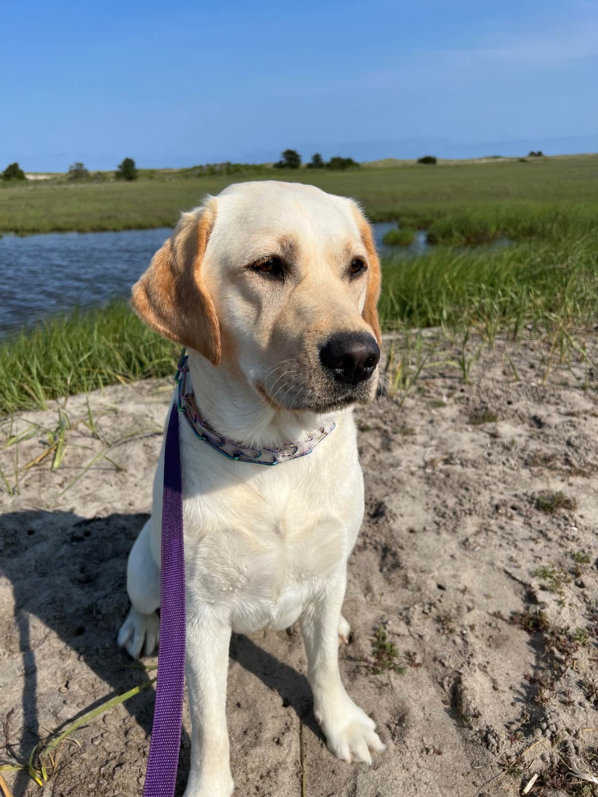 Labrador Retriever Puppies breeder image 9