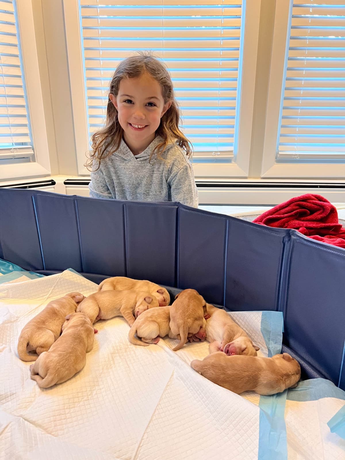 Labrador Retriever Puppies breeder image 8