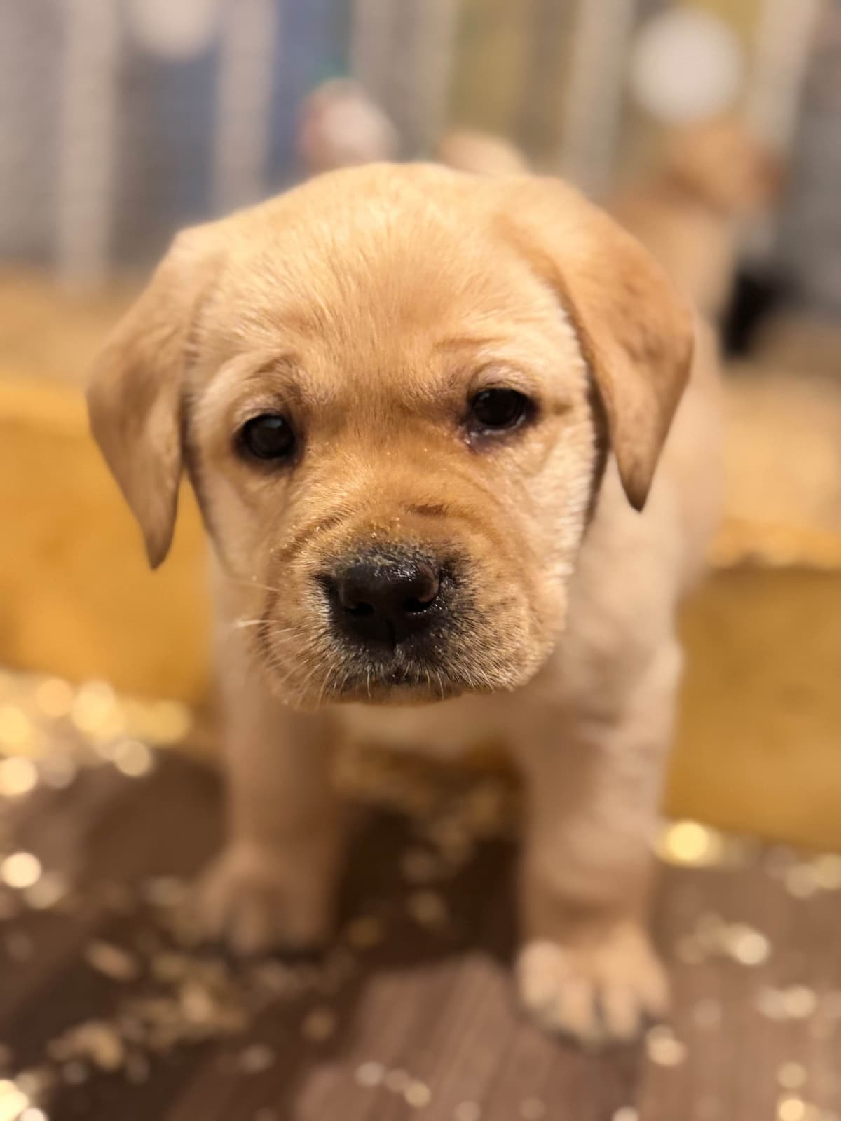 Labrador Retriever Puppies breeder image 11