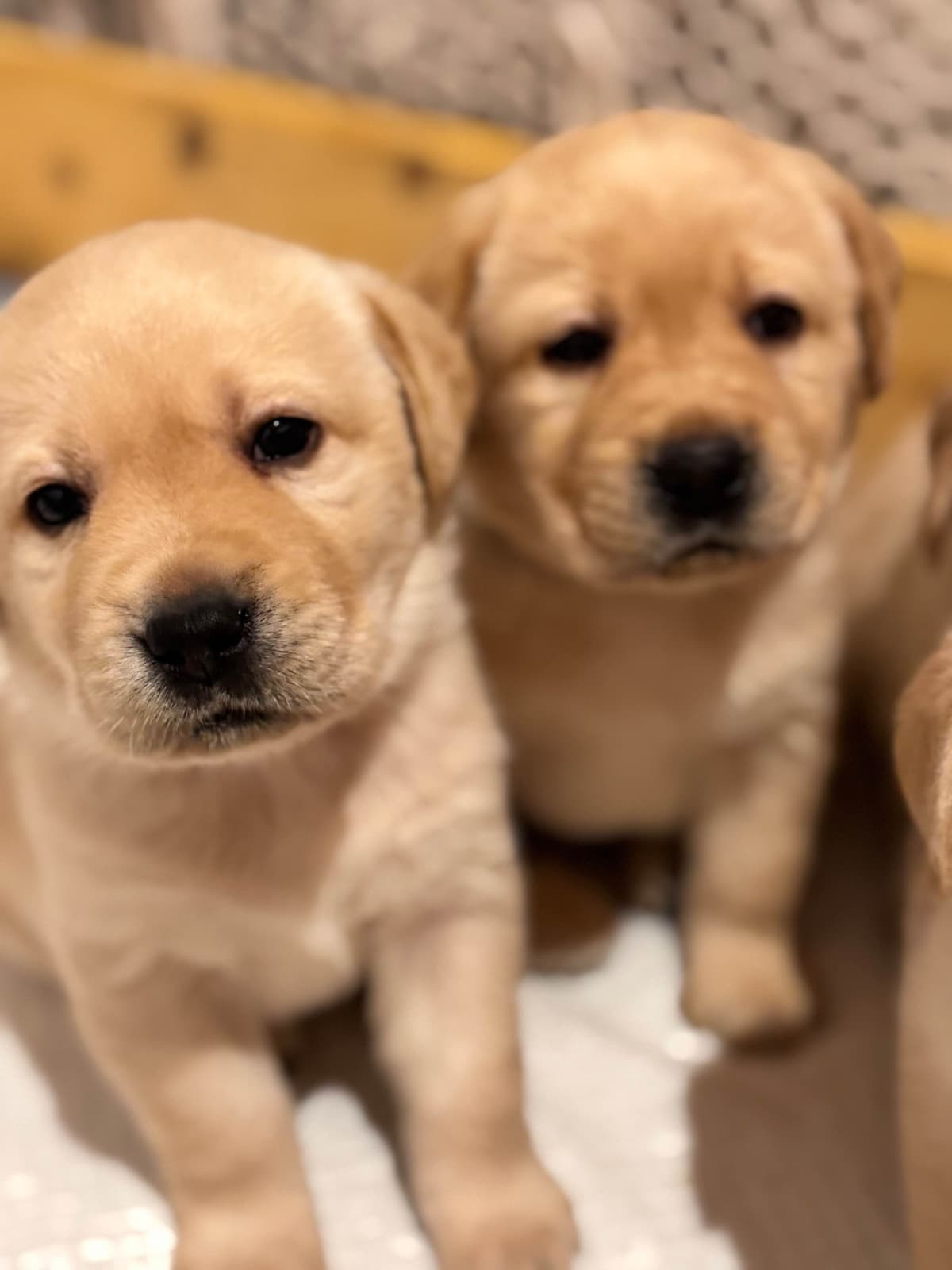 Labrador Retriever Puppies breeder image 12