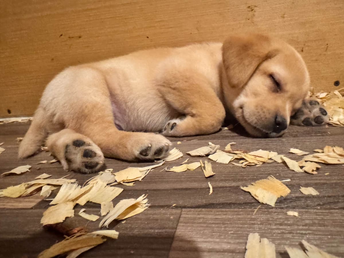 Labrador Retriever Puppies breeder image 10