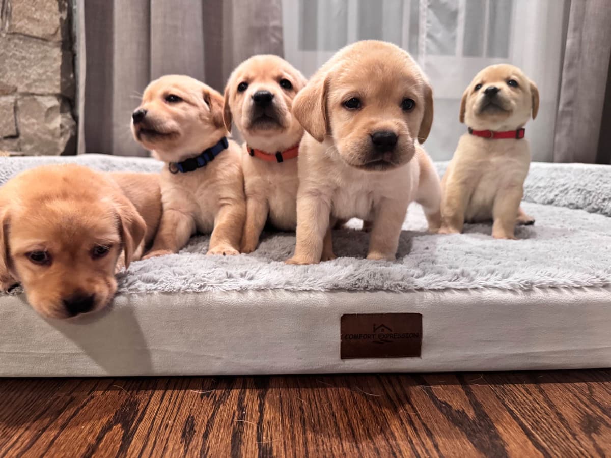 Labrador Retriever Puppies breeder image 13