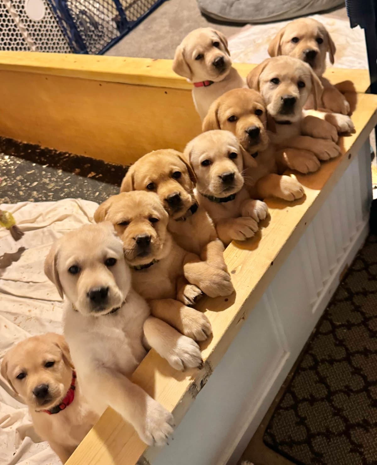 Labrador Retriever Puppies breeder image 14