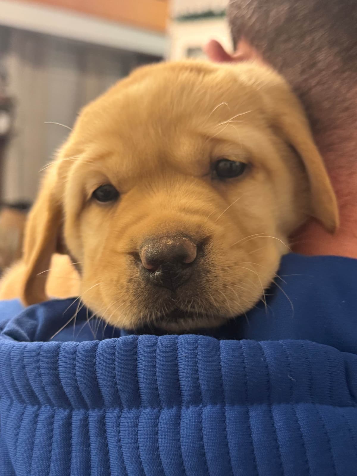 Labrador Retriever Puppies breeder image 15