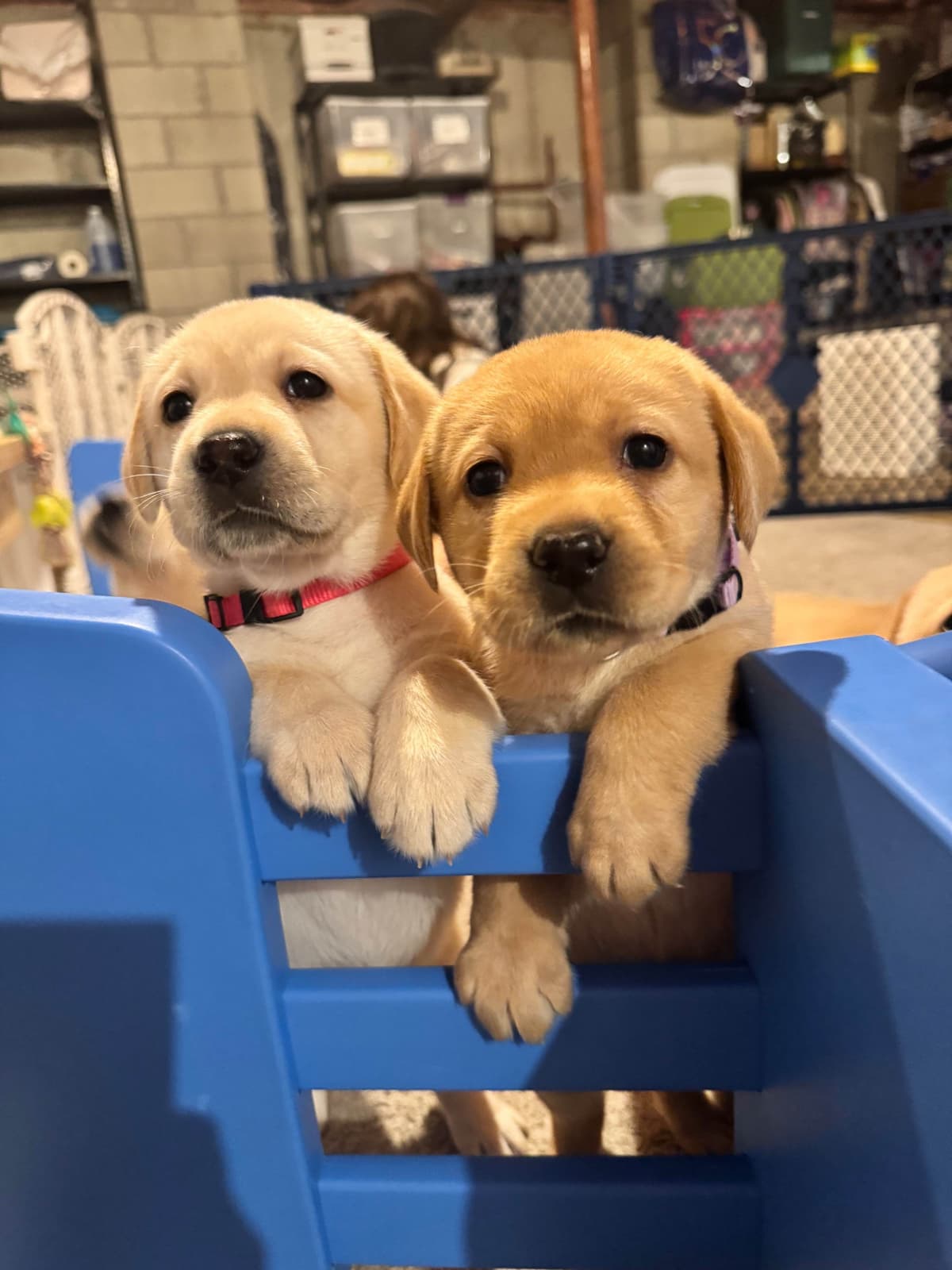 Labrador Retriever Puppies breeder image 16