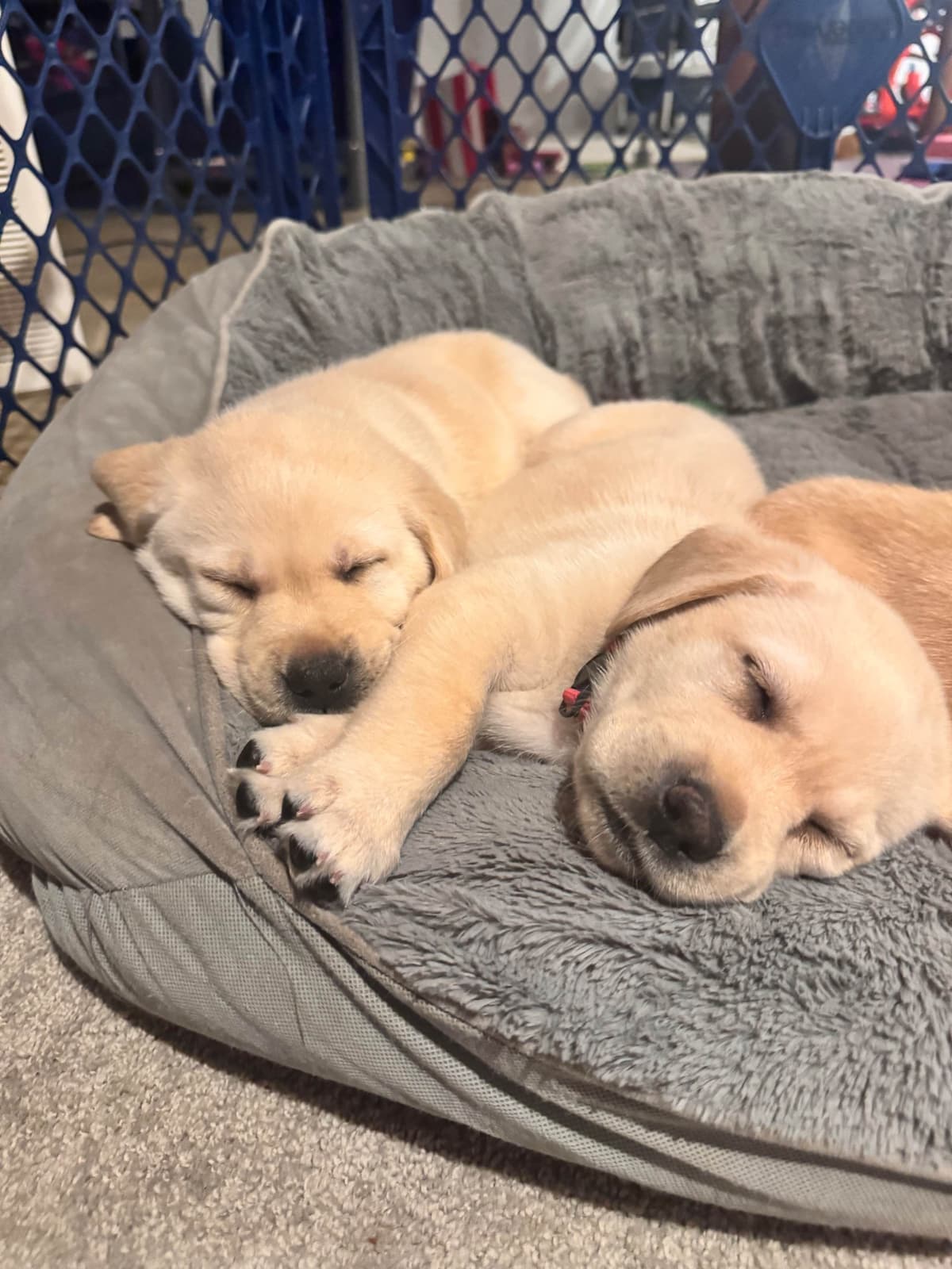 Labrador Retriever Puppies breeder image 17