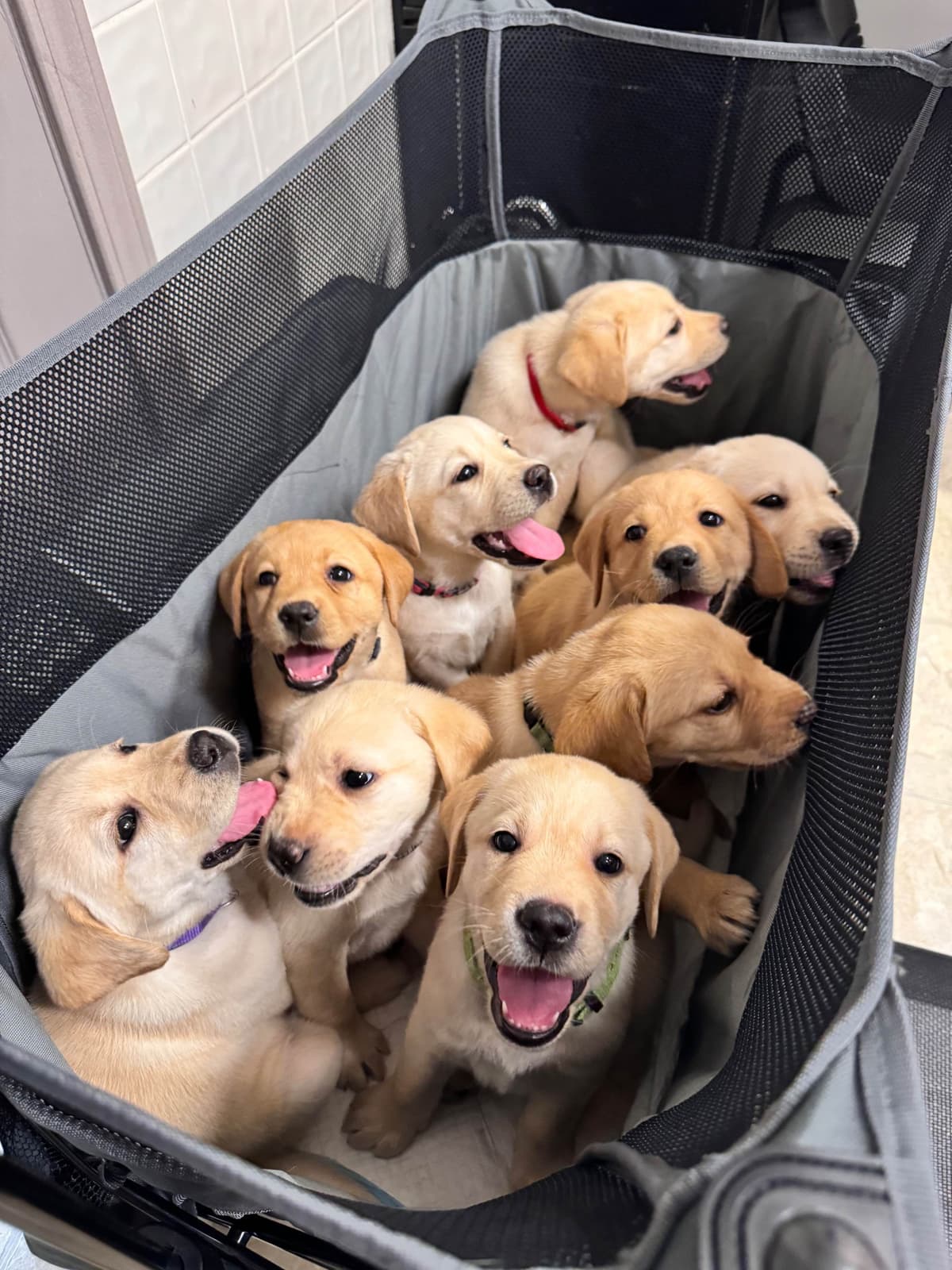 Labrador Retriever Puppies breeder image 18