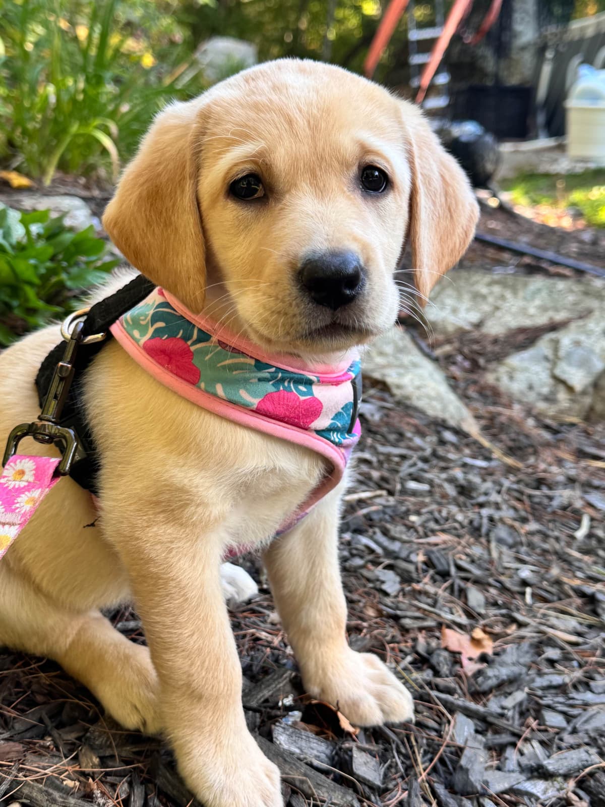Labrador Retriever Puppies breeder image 19