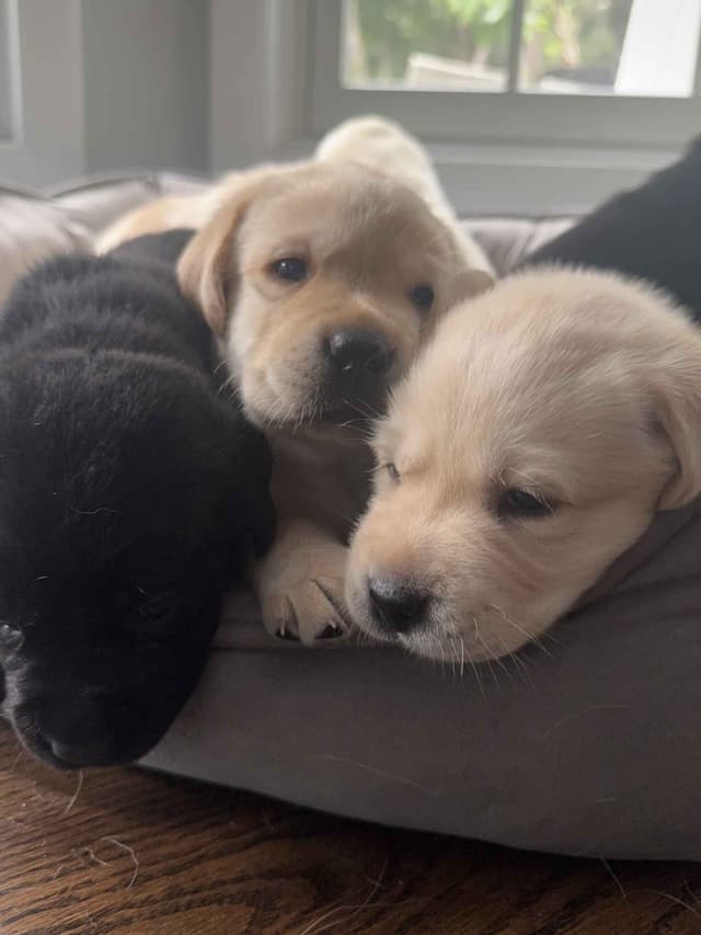 Labrador Retriever Puppies media 4