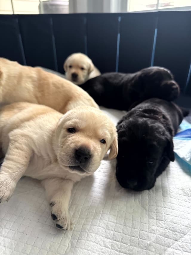 Labrador Retriever Puppies media 6