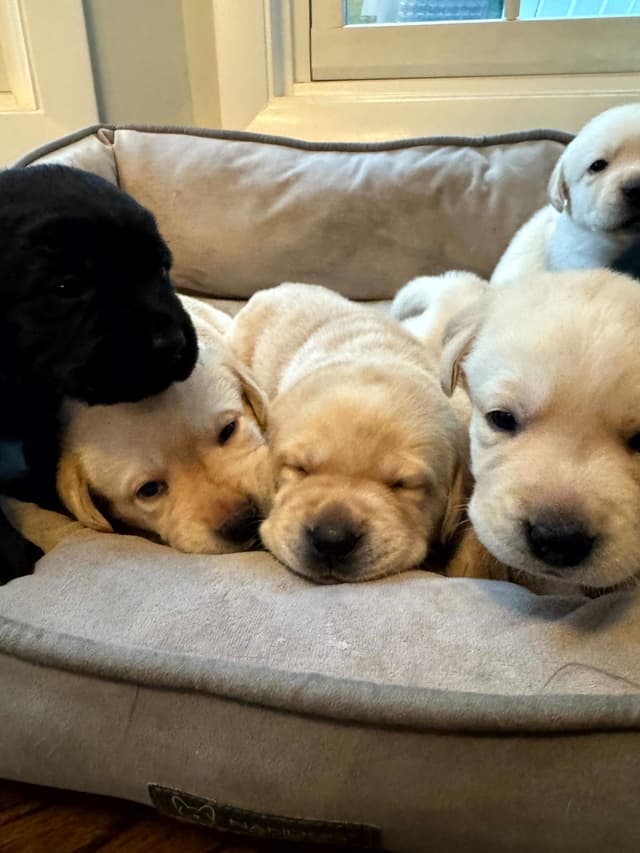 Labrador Retriever Puppies media 2