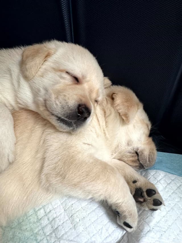 Labrador Retriever Puppies media 5