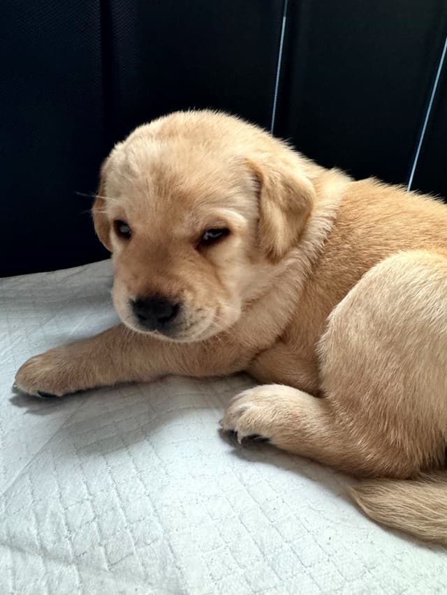 Labrador Retriever Puppies media 8