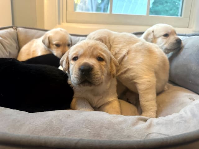 Labrador Retriever Puppies media 3