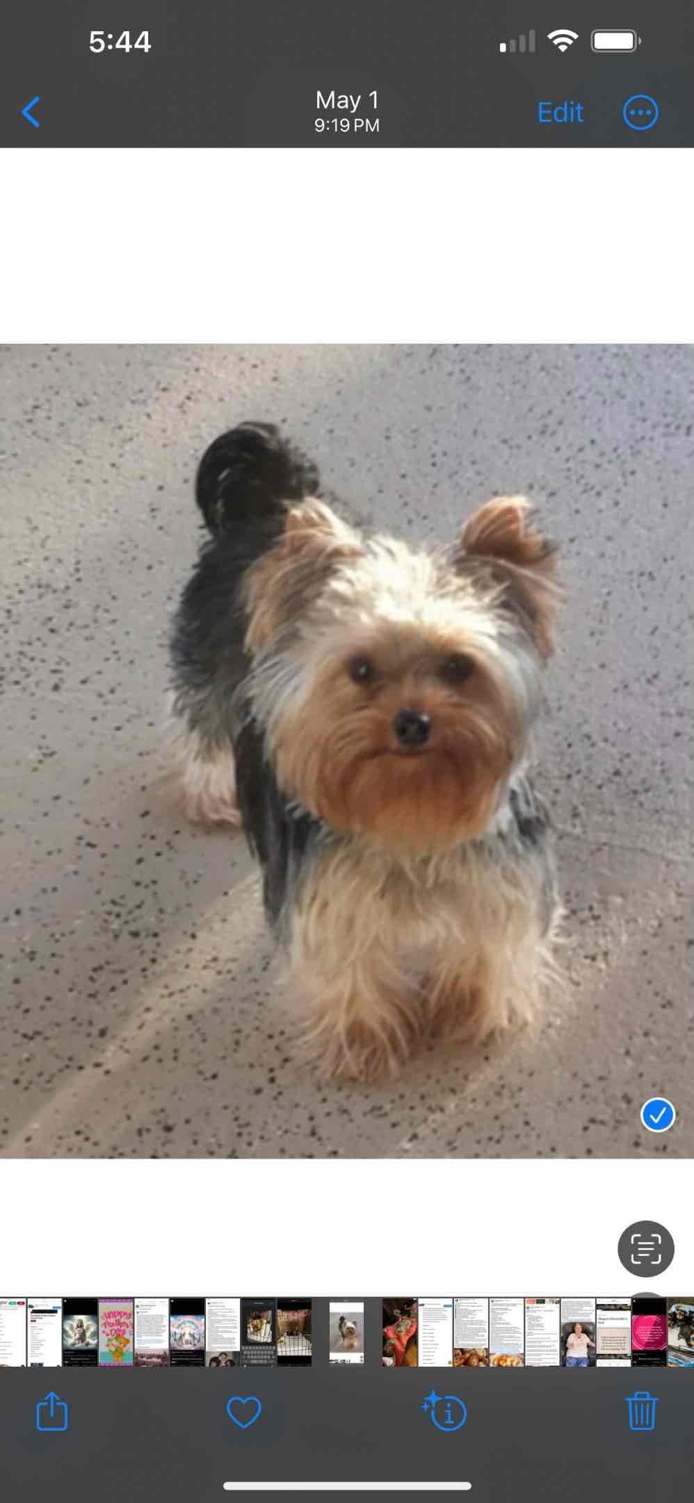 Yorkshire Terrier Puppies breeder image 1