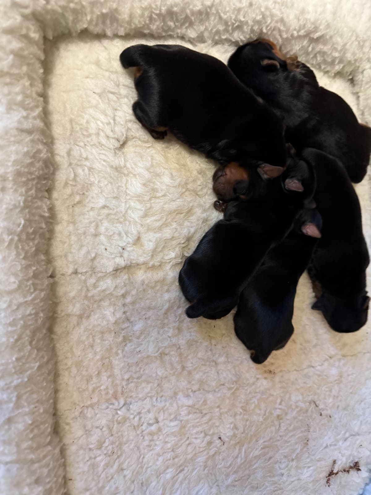 Yorkshire Terrier Puppies breeder image 3