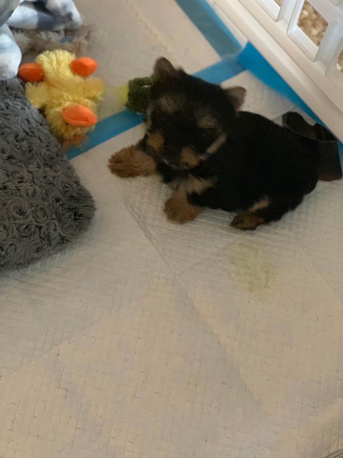 Yorkshire Terrier Puppies breeder image 5