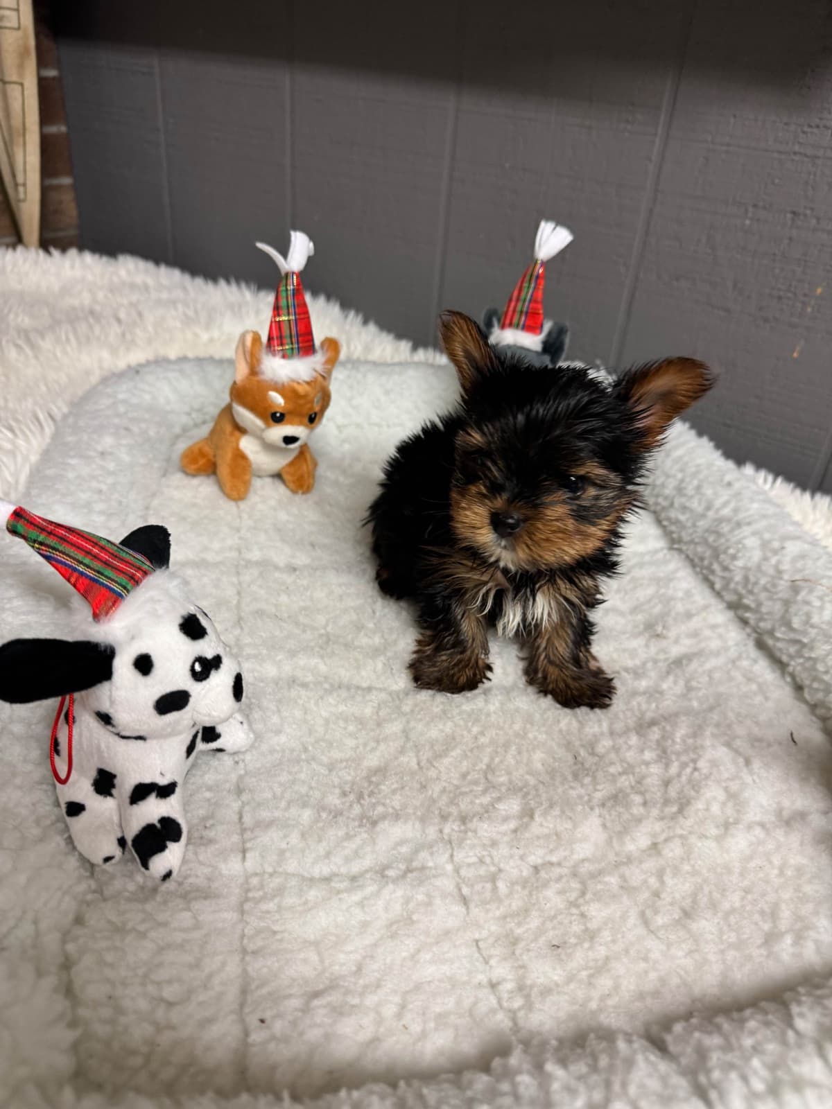 Yorkshire Terrier Puppies breeder image 8