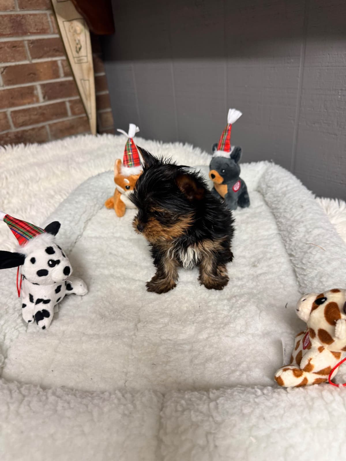 Yorkshire Terrier Puppies breeder image 12
