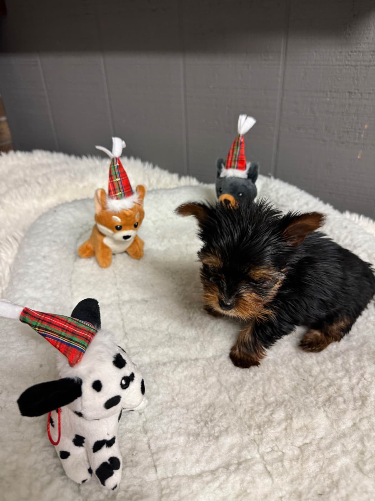 Yorkshire Terrier Puppies breeder image 13