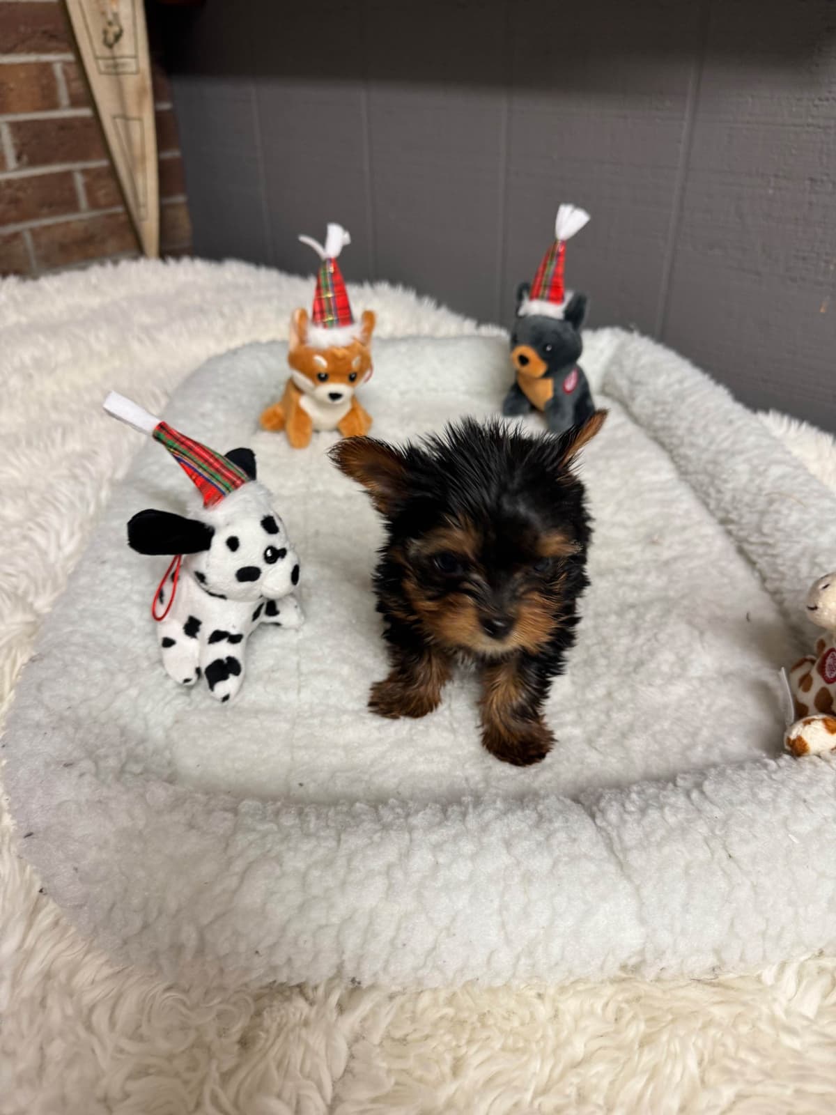 Yorkshire Terrier Puppies breeder image 14