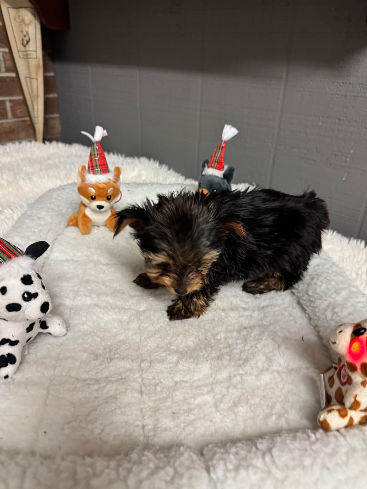 Yorkshire Terrier Puppies breeder image 15