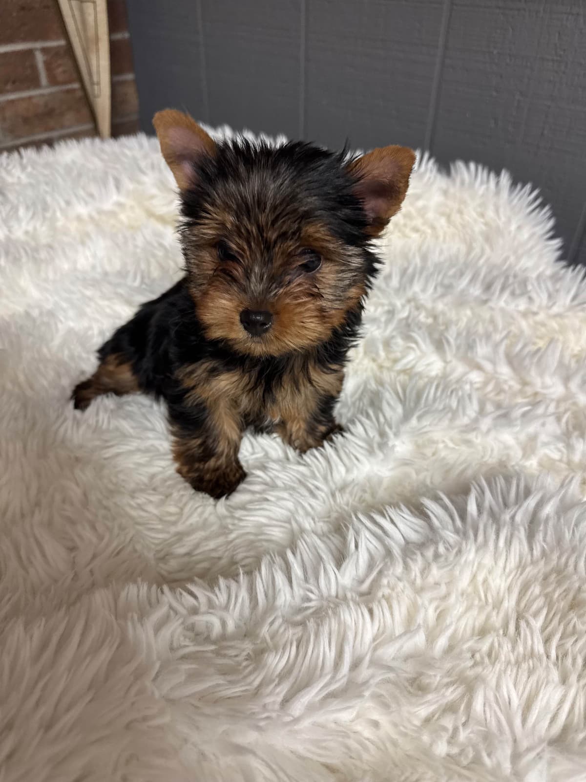 Yorkshire Terrier Puppies breeder image 16