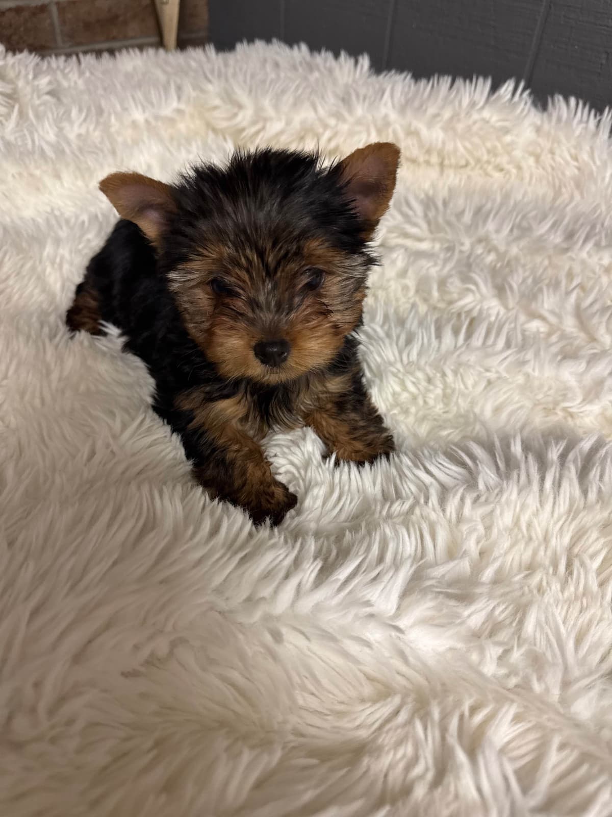 Yorkshire Terrier Puppies breeder image 17