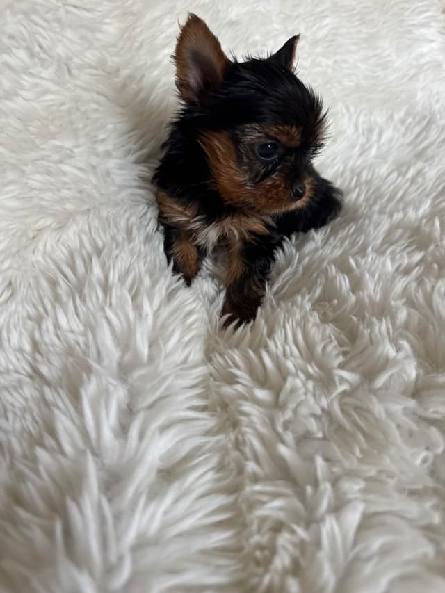Yorkshire Terrier Puppies media 2