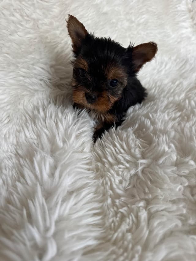 Yorkshire Terrier Puppies media 3