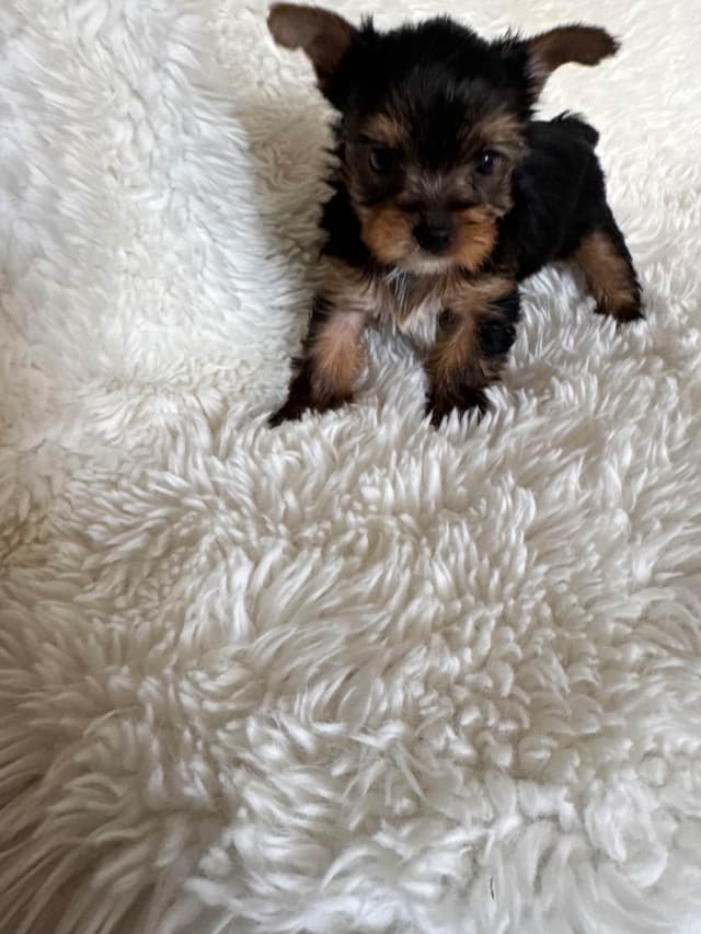 Yorkshire Terrier Puppies media 4