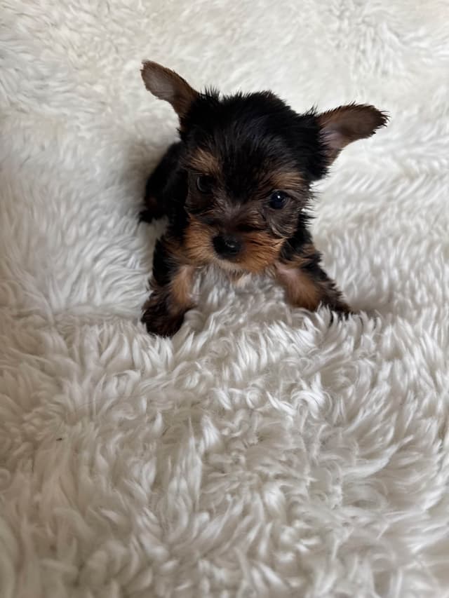Yorkshire Terrier Puppies media 5