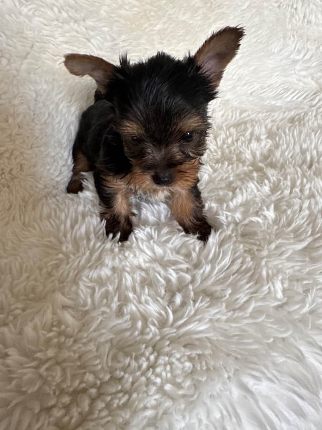 Yorkshire Terrier Puppies media 6