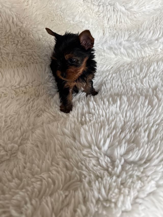 Yorkshire Terrier Puppies media 7