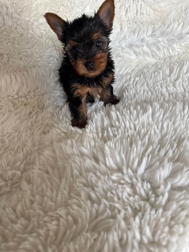 Yorkshire Terrier Puppies media 8