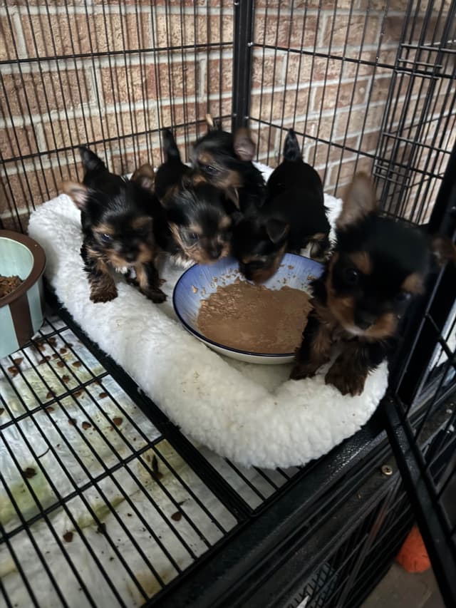 Yorkshire Terrier Puppies media 9