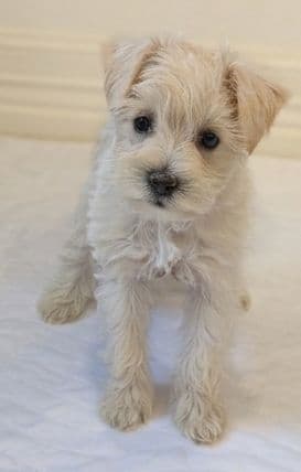 White/Wheaten AKC registered Miniature Schnauzer puppy media 3
