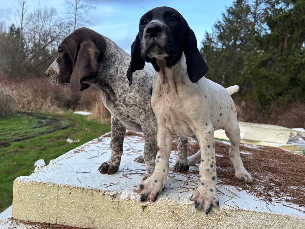 German Shorthaired Pointer Puppies breeder image 5