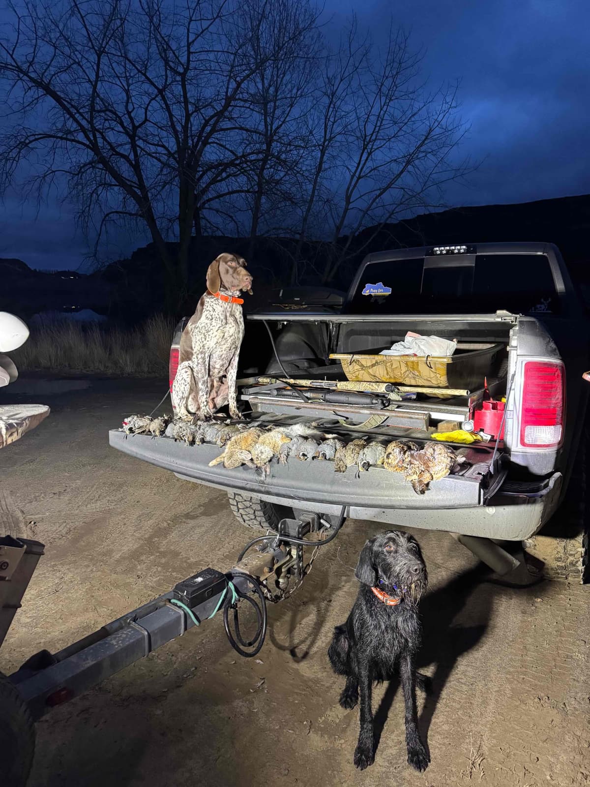 German Shorthaired Pointer Puppies breeder image 12