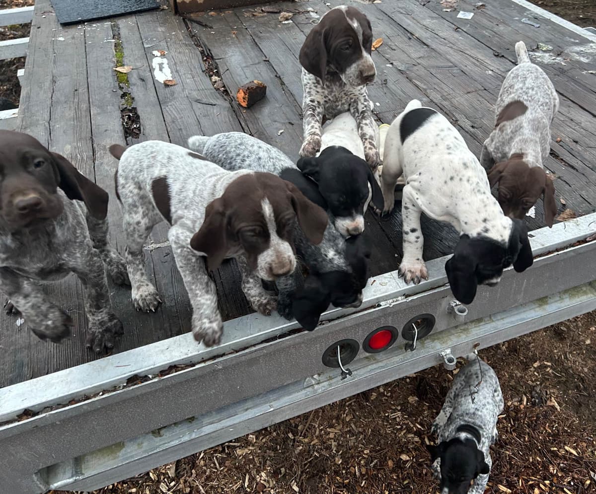 German Shorthaired Pointer Puppies breeder image 6