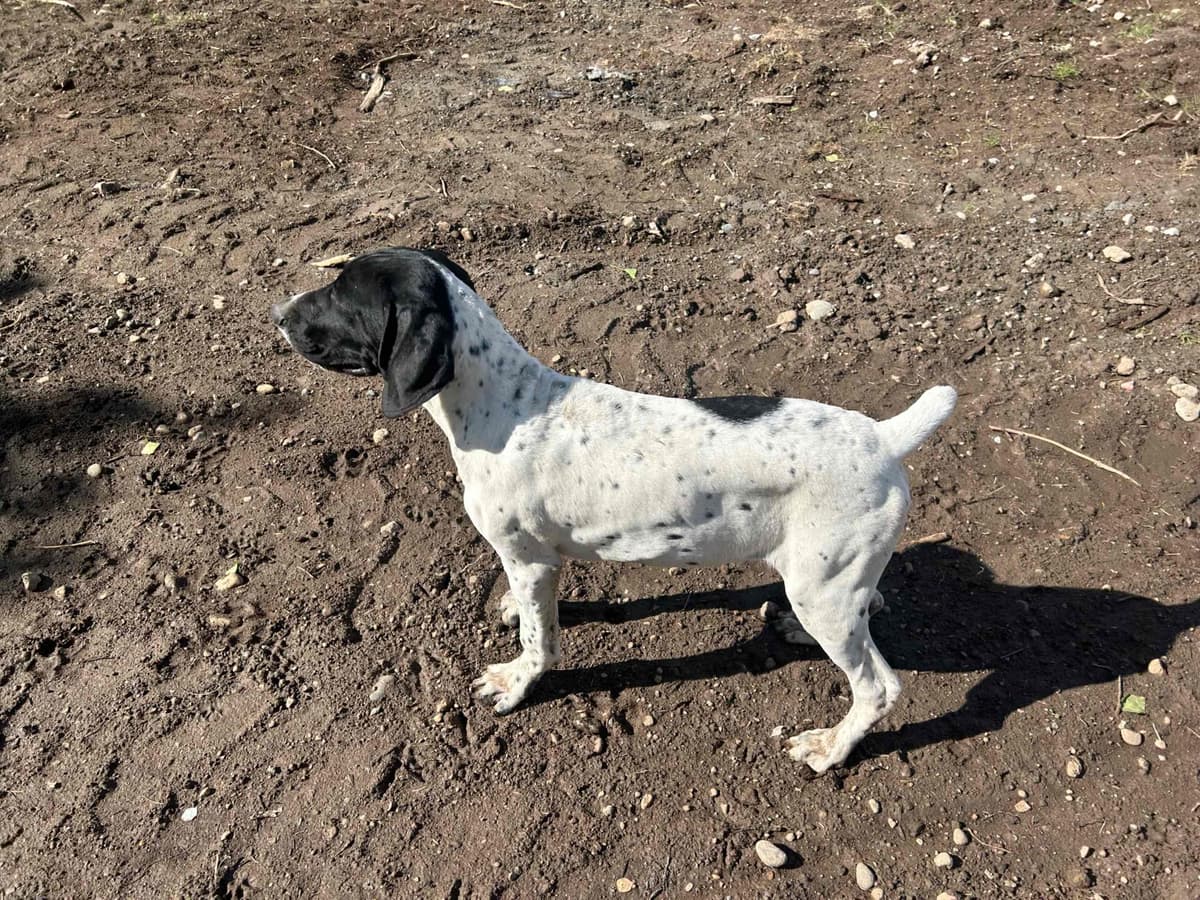 German Shorthaired Pointer Puppies breeder image 8