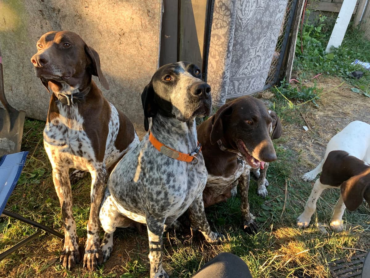 German Shorthaired Pointer Puppies breeder image 13