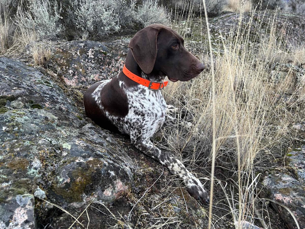 German Shorthaired Pointer Puppies breeder image 9