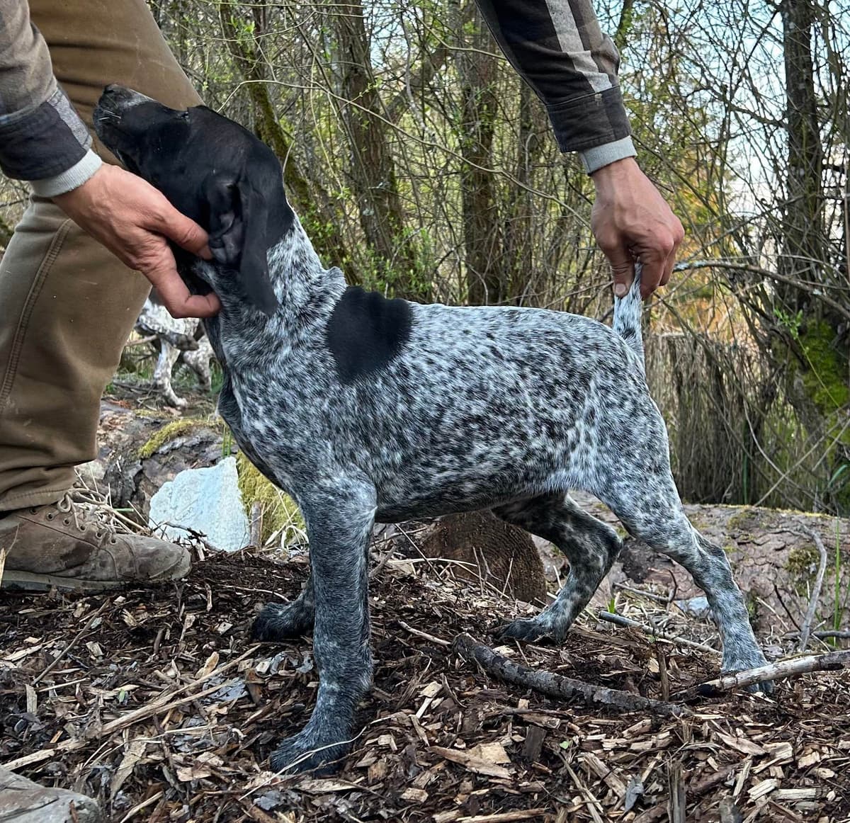 German Shorthaired Pointer Puppies breeder image 11