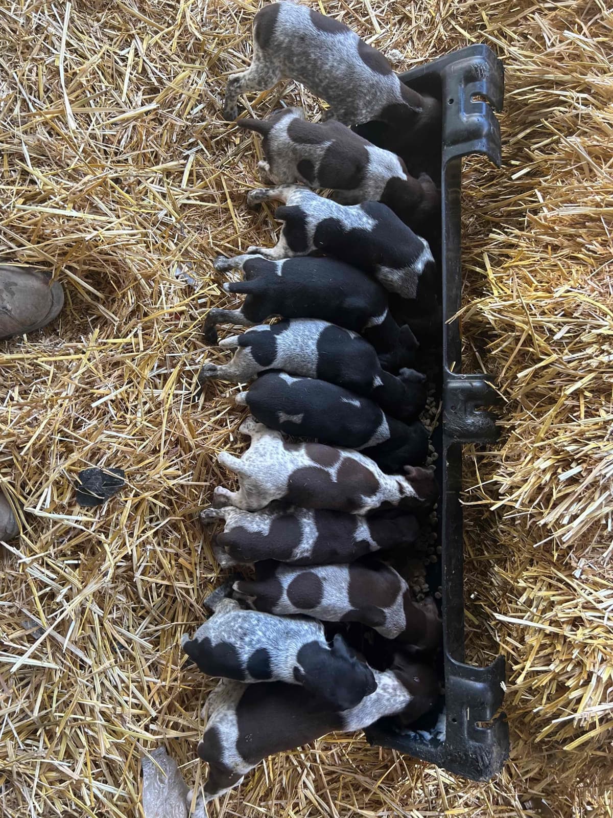 German Shorthaired Pointer Puppies breeder image 14