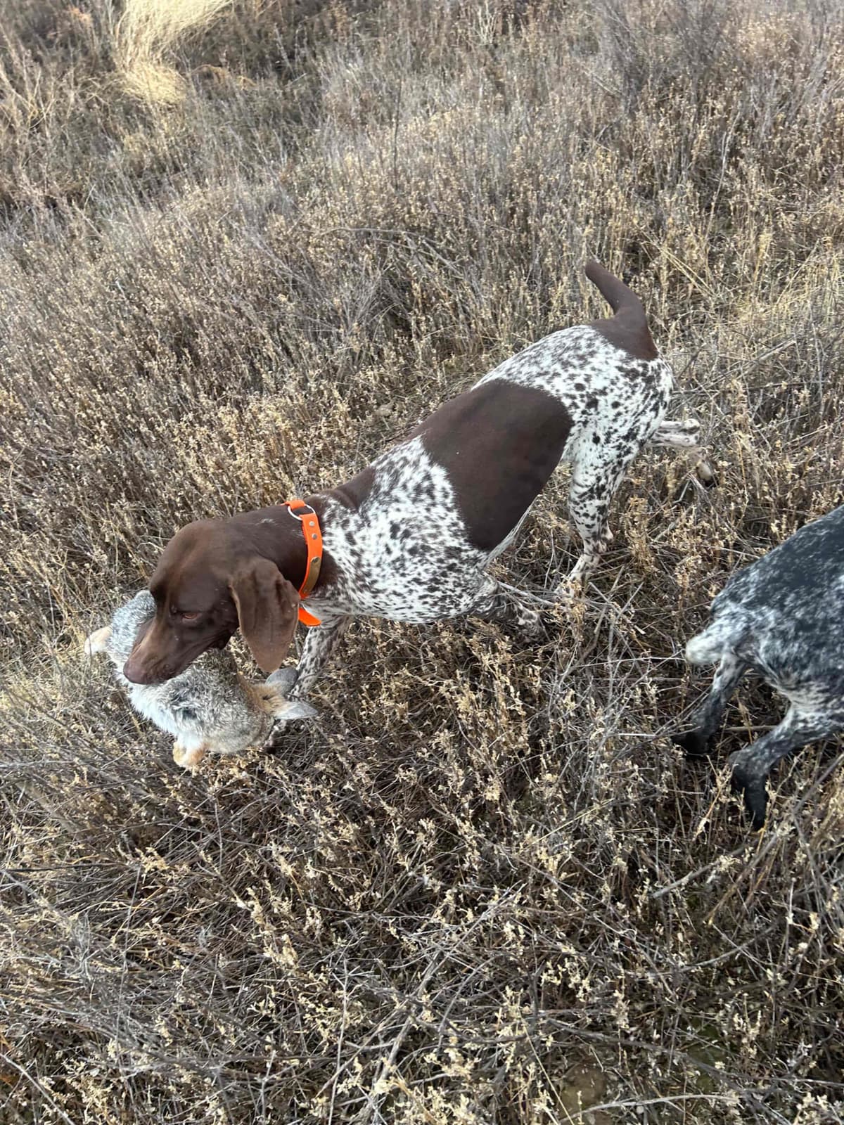 German Shorthaired Pointer Puppies breeder image 15