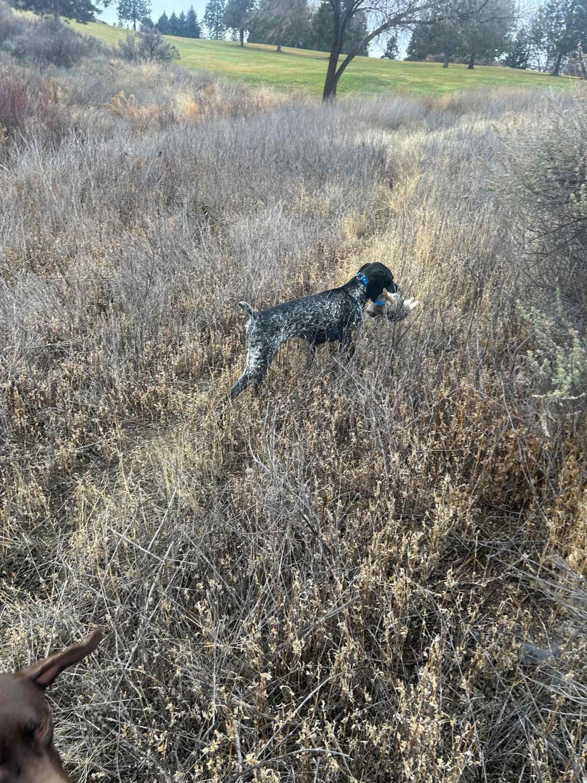 German Shorthaired Pointer Puppies breeder image 18