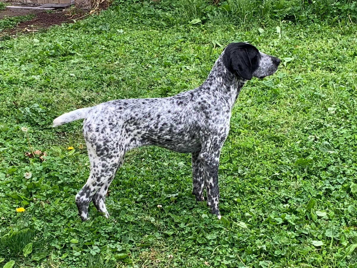 German Shorthaired Pointer Puppies breeder image 16