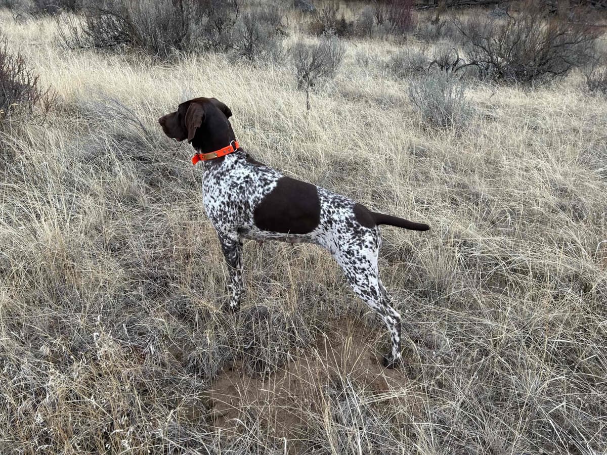 German Shorthaired Pointer Puppies breeder image 21
