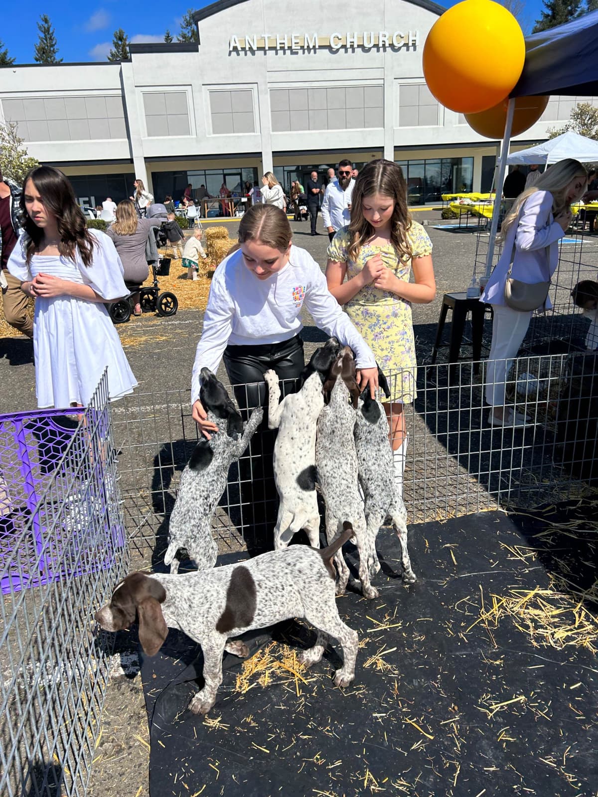 German Shorthaired Pointer Puppies breeder image 22